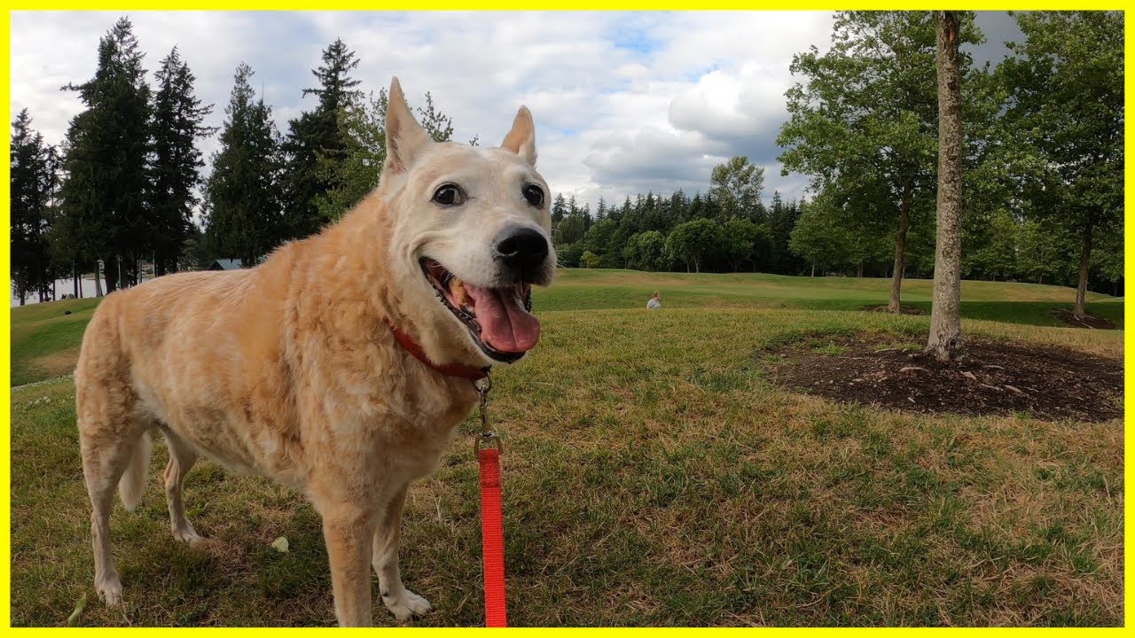 Lake Meridian & Covington Forest - Relaxing Music & Nature Dog Walk