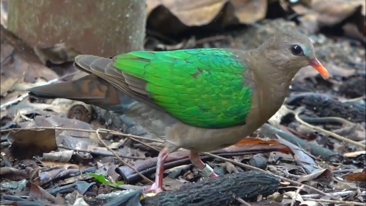 Female ASIAN EMERALD DOVE, Singapore