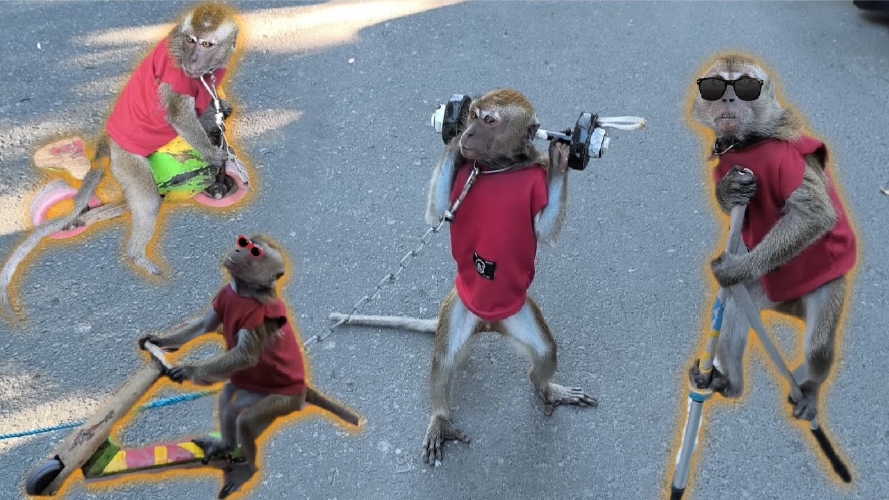 FUNNY MONKEY TOPENG MONYET LUCU NAIK MOTOR, ANGKAT BEBAN DAN NAIK ENGGRANG