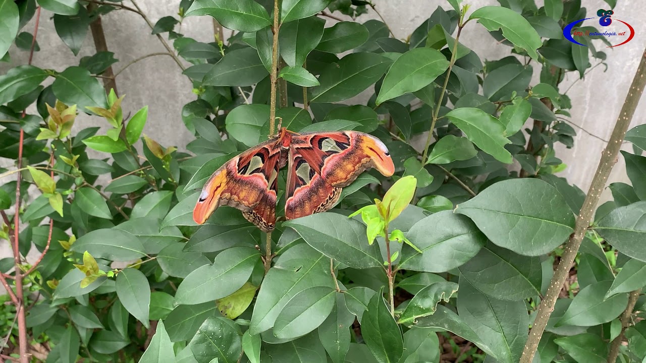 Attacus atlas   Linnaeus, 1758
