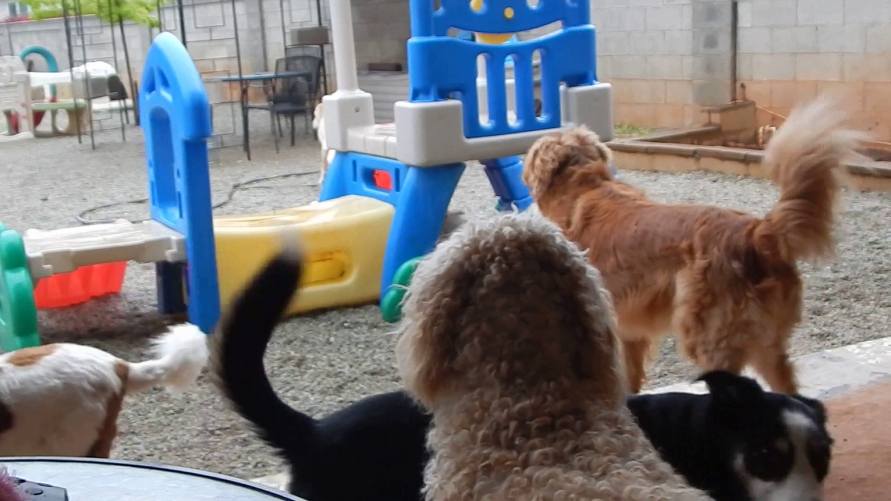 04 11 17 Finley Bruno Lola Blaze NalaGR Asha Reno Libby Gem 1