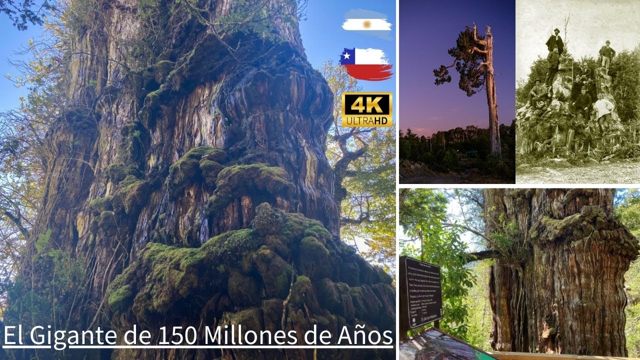 EL ALERCE Milenario del BOSQUE NATIVO | Documental de🌳