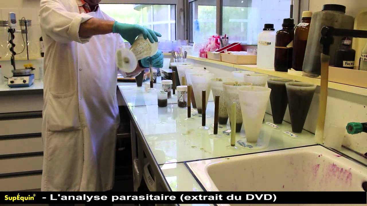 L'analyse parasitaire - Clinique Equine de Meslay