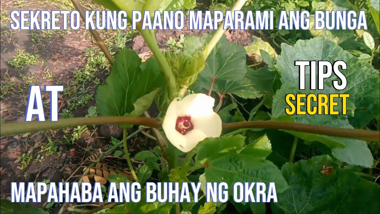 SEKRETO PARA MAGING HITIK ANG BUNGA AT MAPAHABA ANG BUHAY NG OKRA