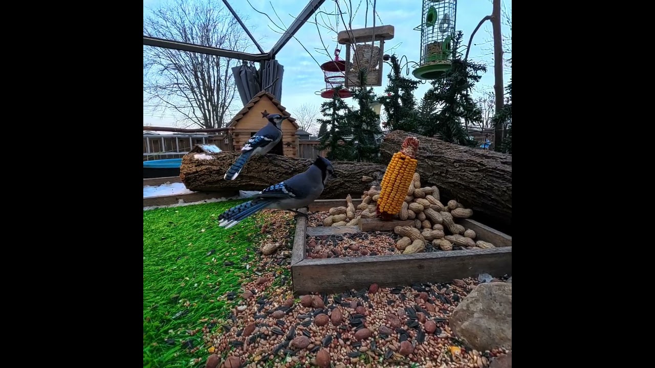 Peanut Scramble 🐦🥜 #cute #birds #shorts