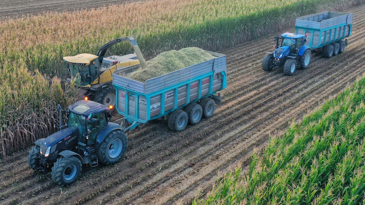 Trinciato Mais 2022  | NEW HOLLAND FR650 | T6.175 -4x T7 | CORN SILAGE