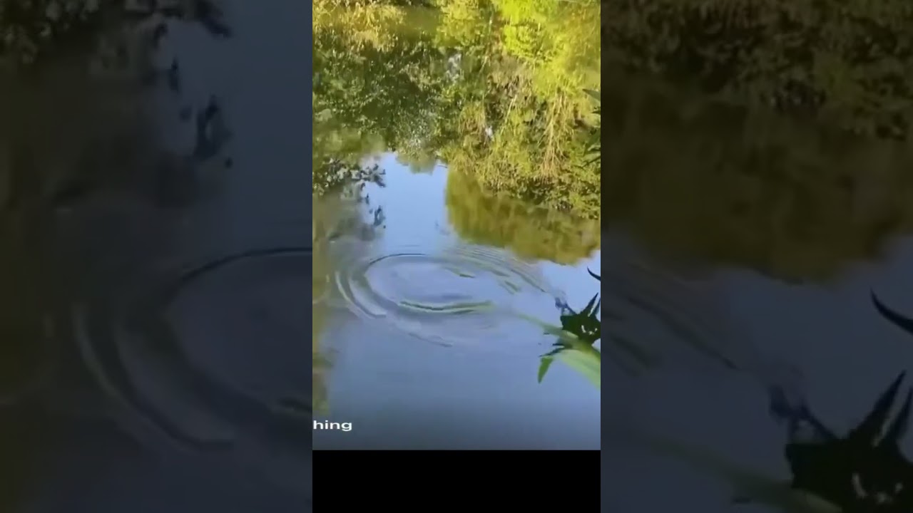 Big carp down the edge #shorts #carpfishing #matchfishing #fishingvideo #fyp @PiscatorUK-Fishing
