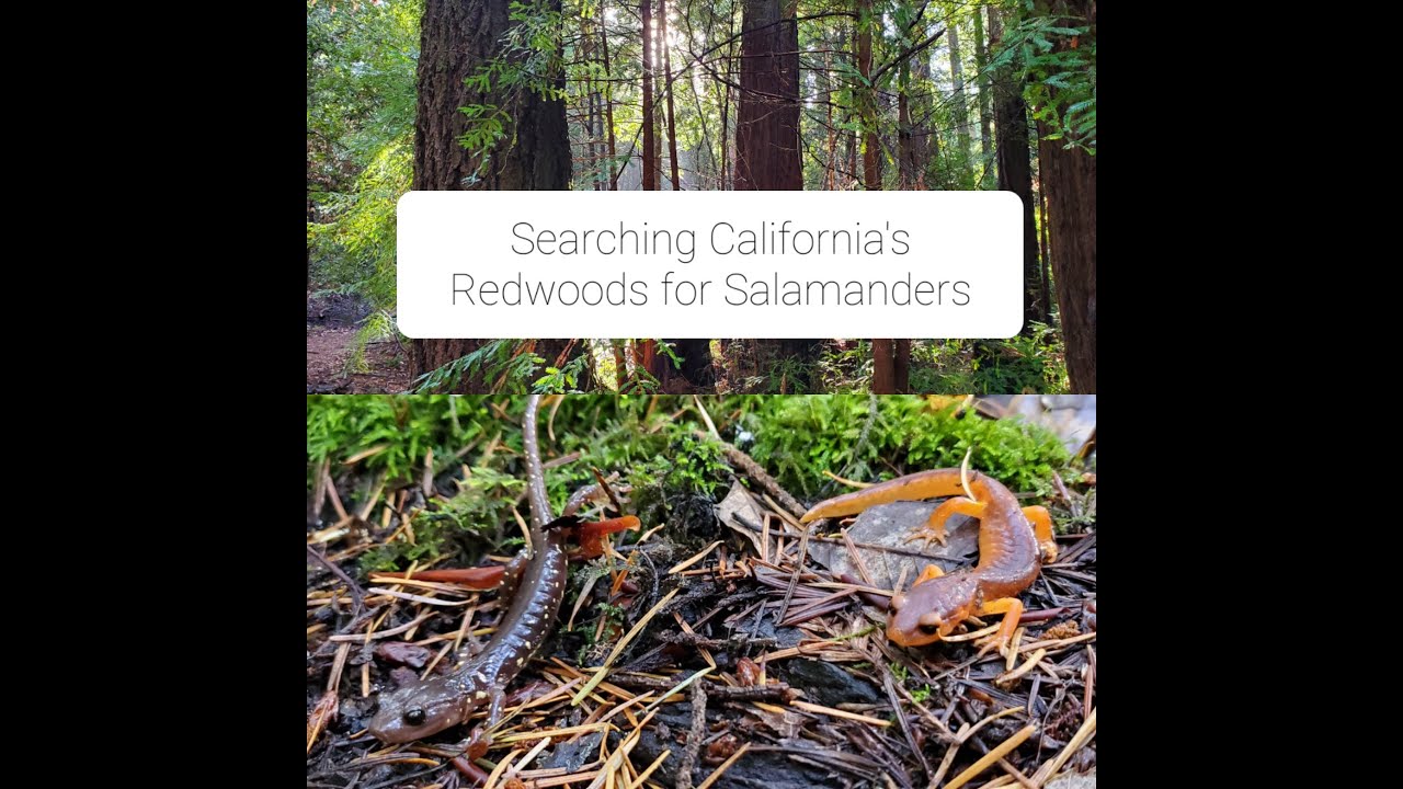Searching California's Redwoods for Salamanders