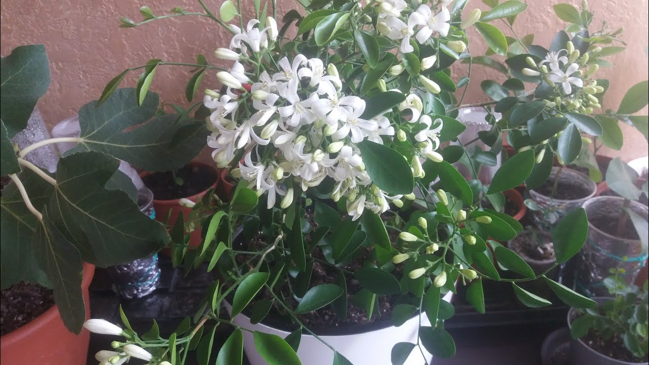 Мурайя цветет .