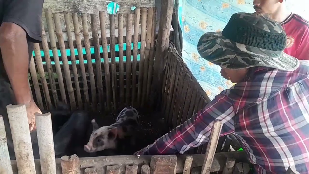  Brought New piglets..!! I'm excited to rare them 🐖🐷