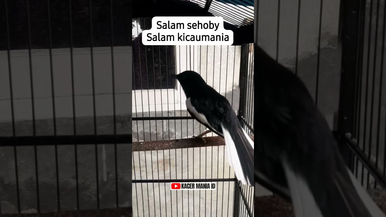 Kacer Poci Khas Kalimantan 👆🔥💯 #kacergacor