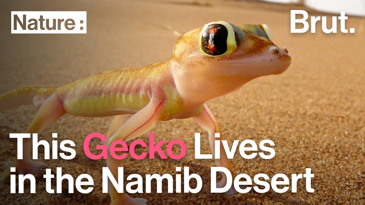 This Gecko With Huge Eyes Lives in the Namib Desert