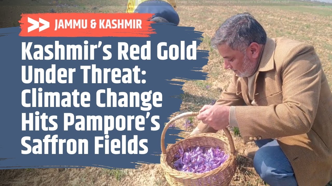 Kashmir&rsquo;s Red Gold Under Threat: Climate Change Hits Pampore&rsquo;s Saffron Fields
