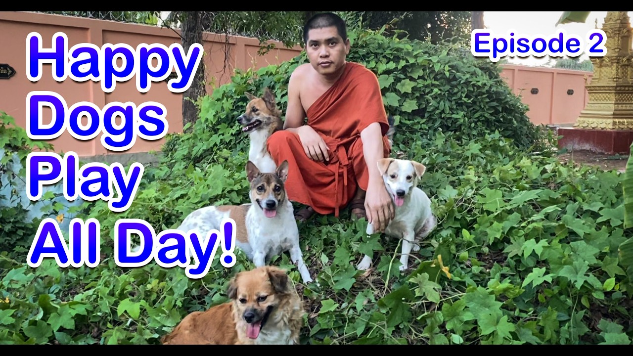 Happy Dogs Play All Day! Episode 2