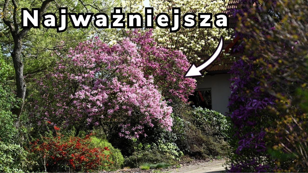 Projektantka Ogrodów pokazuje jakie rośliny zachwycają Wiosną