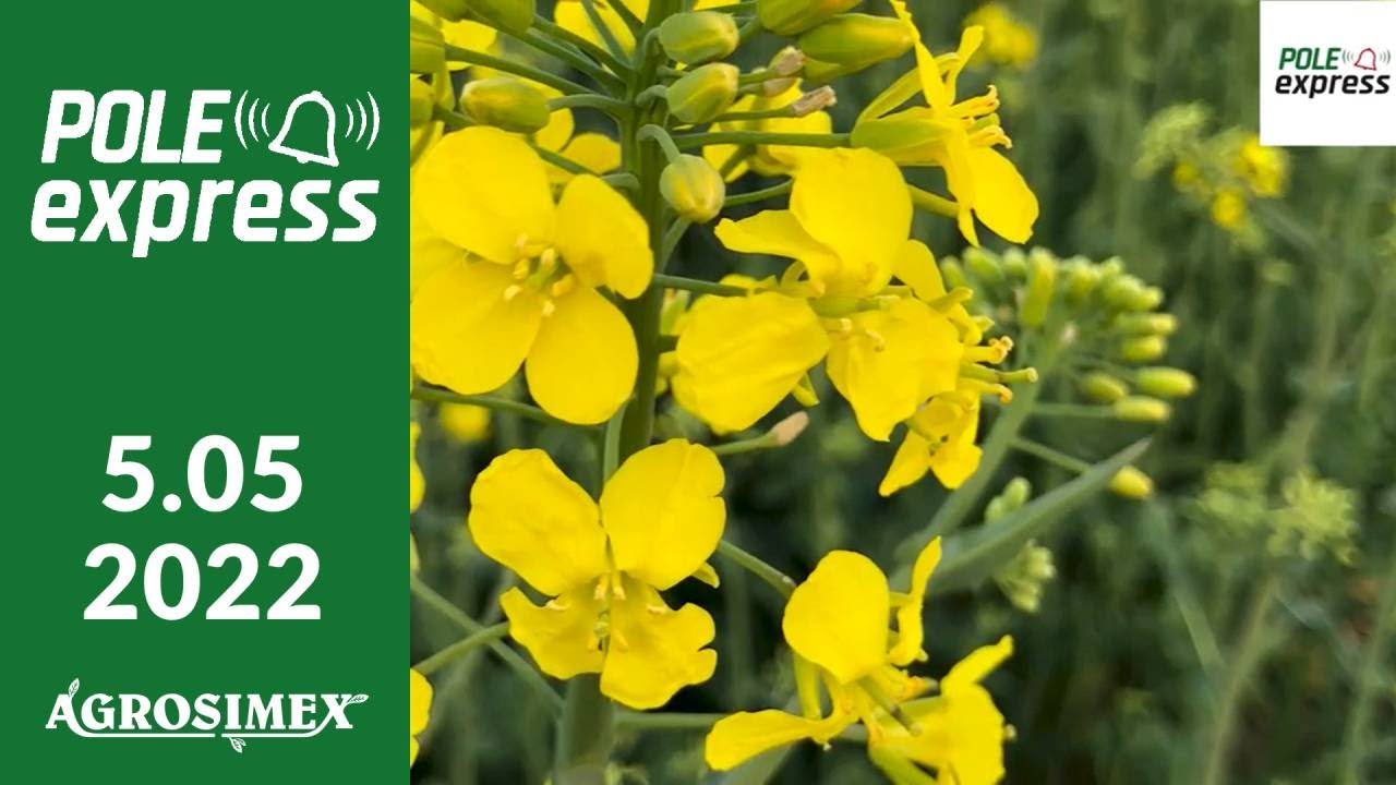 Ochrona rzepaku w czasie kwitnienia - POLE express Agrosimex