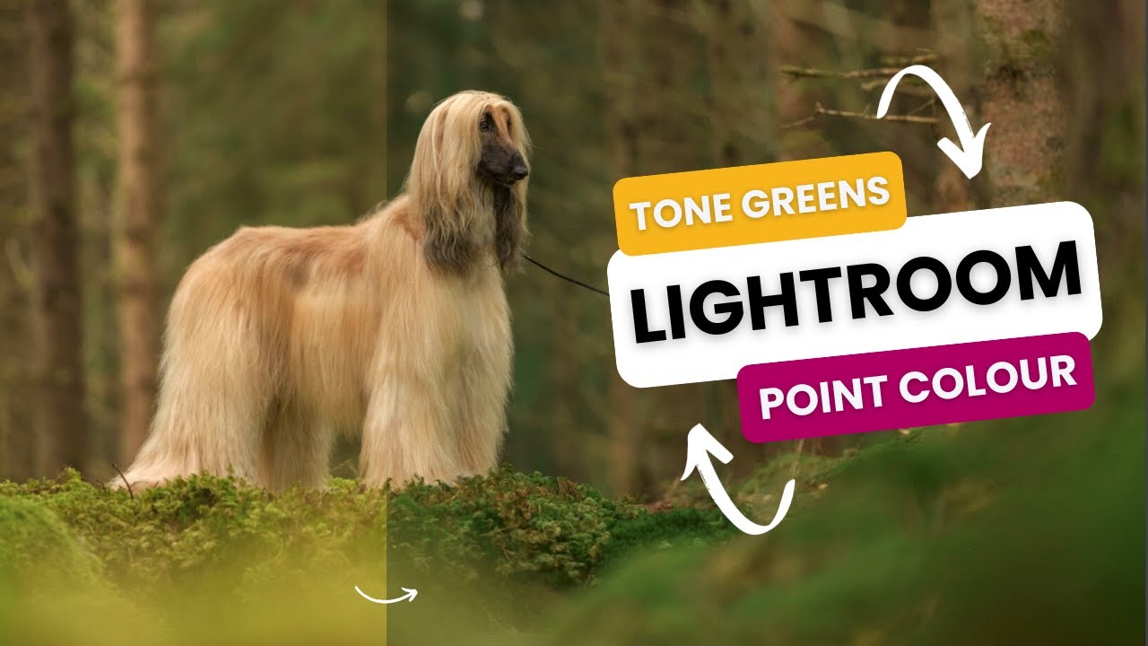 How to use Point Colour in Lightroom Classic to Tone Your Greens | 2023/4 Update