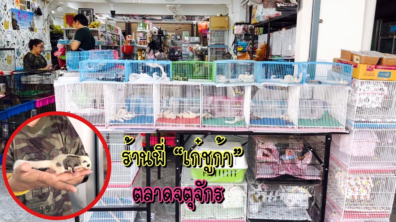 Zing’s Day l ร้านพี่ “เก๋ชูก้า” ตลาดจตุจักร