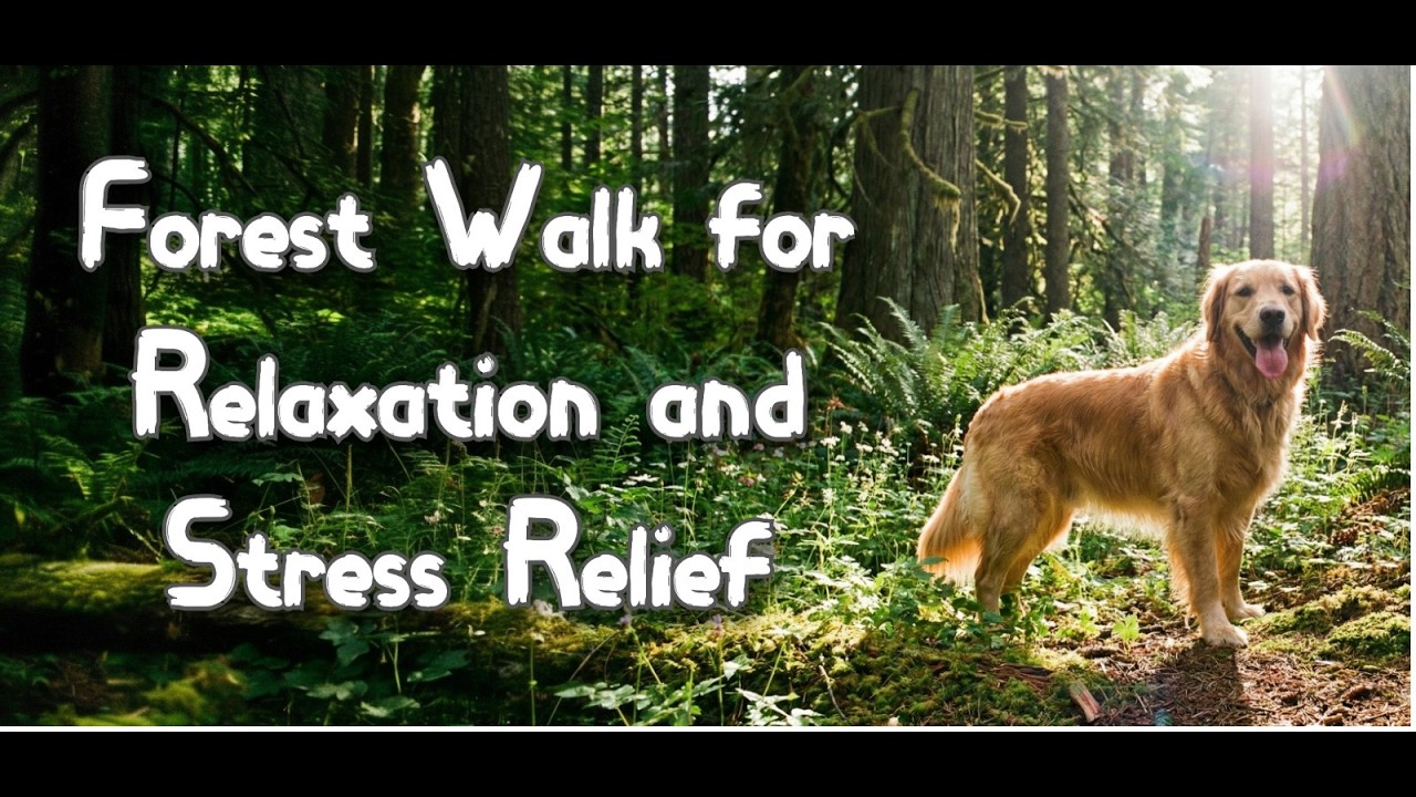 Mountain Walk with a dog. Relaxing Music for the Soul. Harmony of Nature and Soothing Music