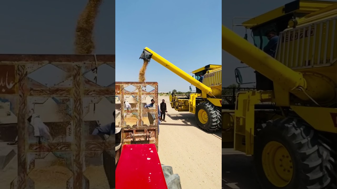 wheat harvesting start in punjab pakistan  #wheat #farming #agriculture