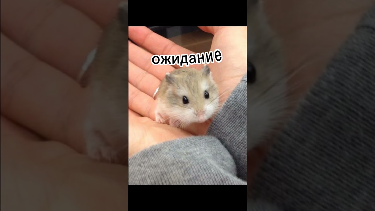 когда купил хомяка