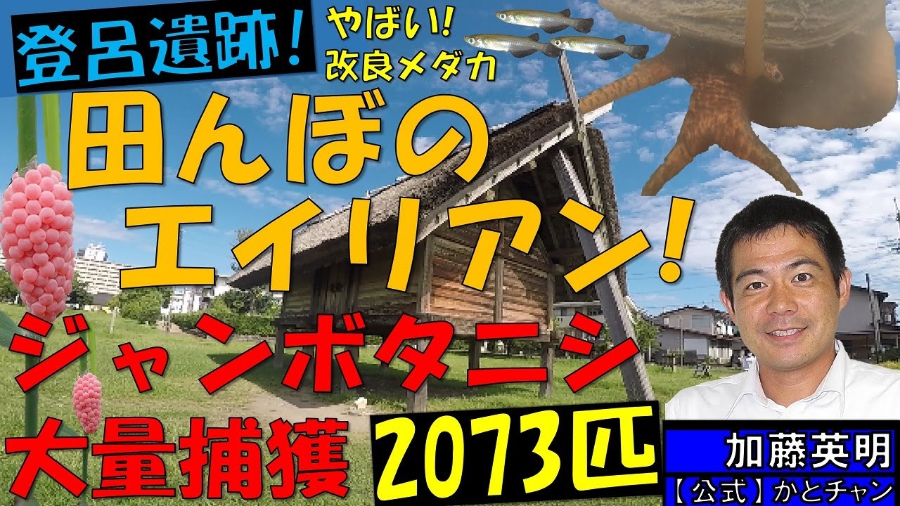 田んぼのエイリアン！ジャンボタニシ大量捕獲2073匹！改良メダカも全部捕る！国指定特別史跡、登呂遺跡 ≫ 加藤英明【公式】かとチャン