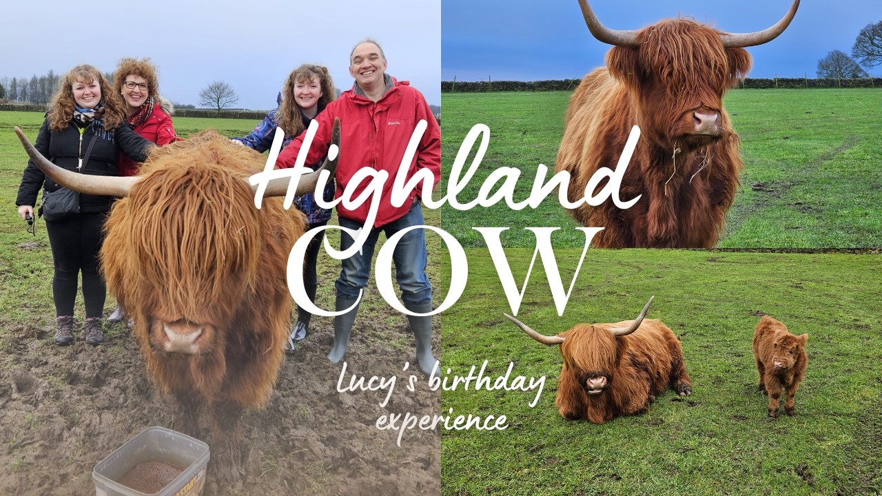 HIGHLAND COWS VIP EXPERIENCE 🐮 Lucy's 19th Birthday 🎉 Highland Cows of the Peak