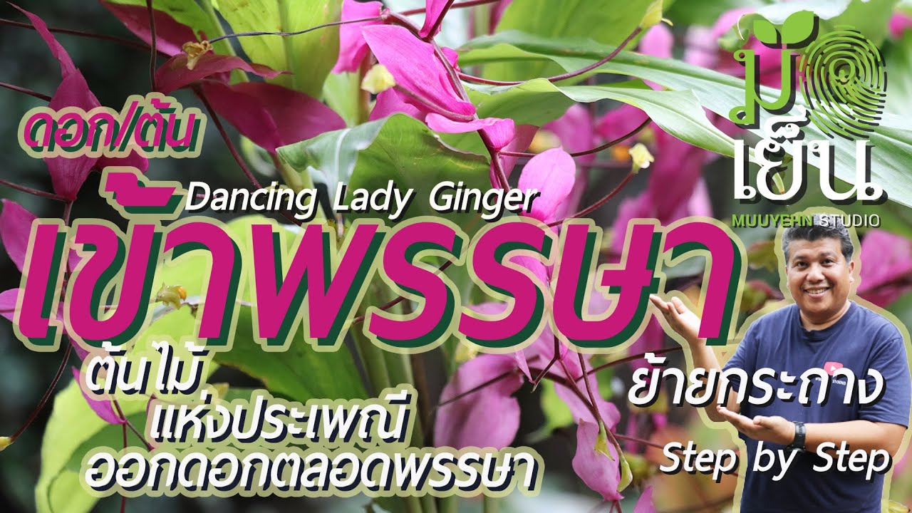 ดอกเข้าพรรษา ต้นไม้แห่งประเพณี ออกดอกตลอดพรรษา สกุล หงส์เหิน Globba winitii หรือ Dancing Lady Ginger