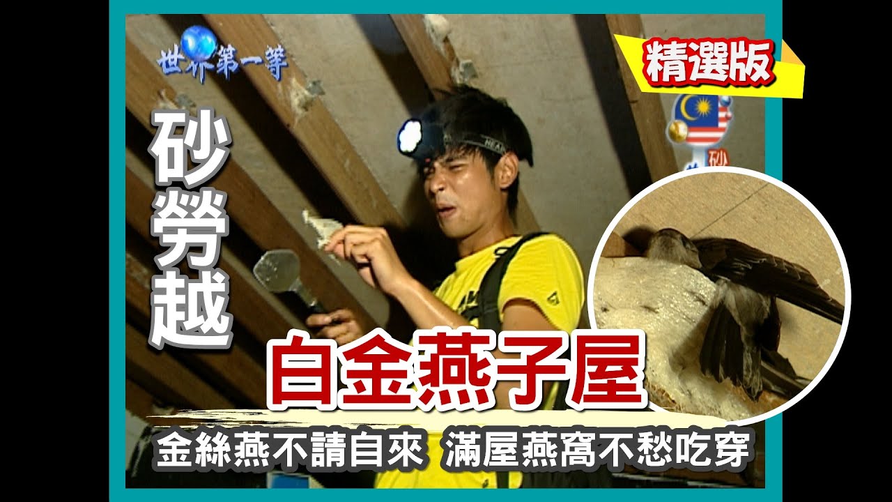 【砂勞越】白金燕子屋金絲燕不請自來 頂級燕窩生產鏈大揭密 ｜《世界第一等》299集精華版