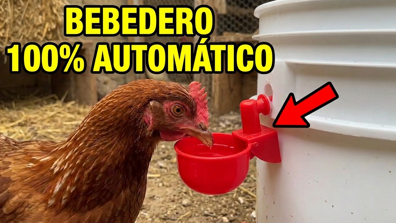 Cómo Construir un BEBEDERO AUTOMATICO para GALLINAS y AVES Paso a Paso 🐓