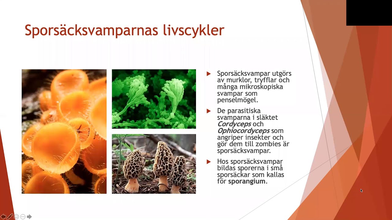Livscykler hos svampar - Biologi 2 (100 p)