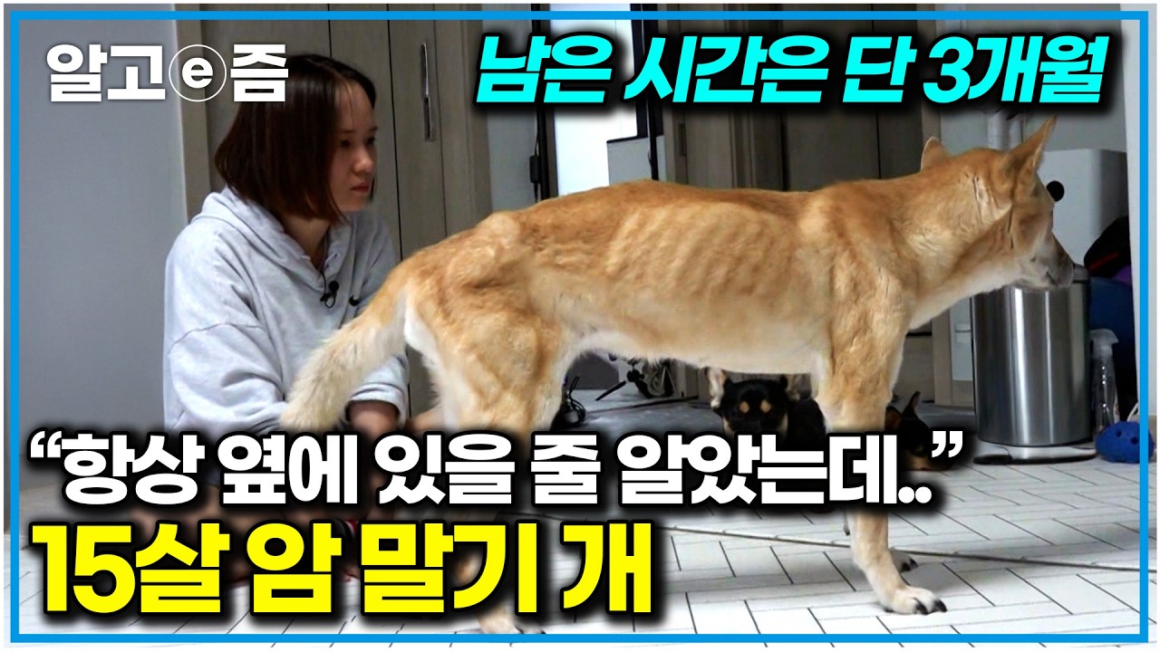 “아픈 걸 왜 몰랐을까..” 폐암 말기로 3개월 시한부 선고 받은 개. 반려견과의 이별을 준비하는 방법｜세상에 나쁜 개는 없다｜알고e즘