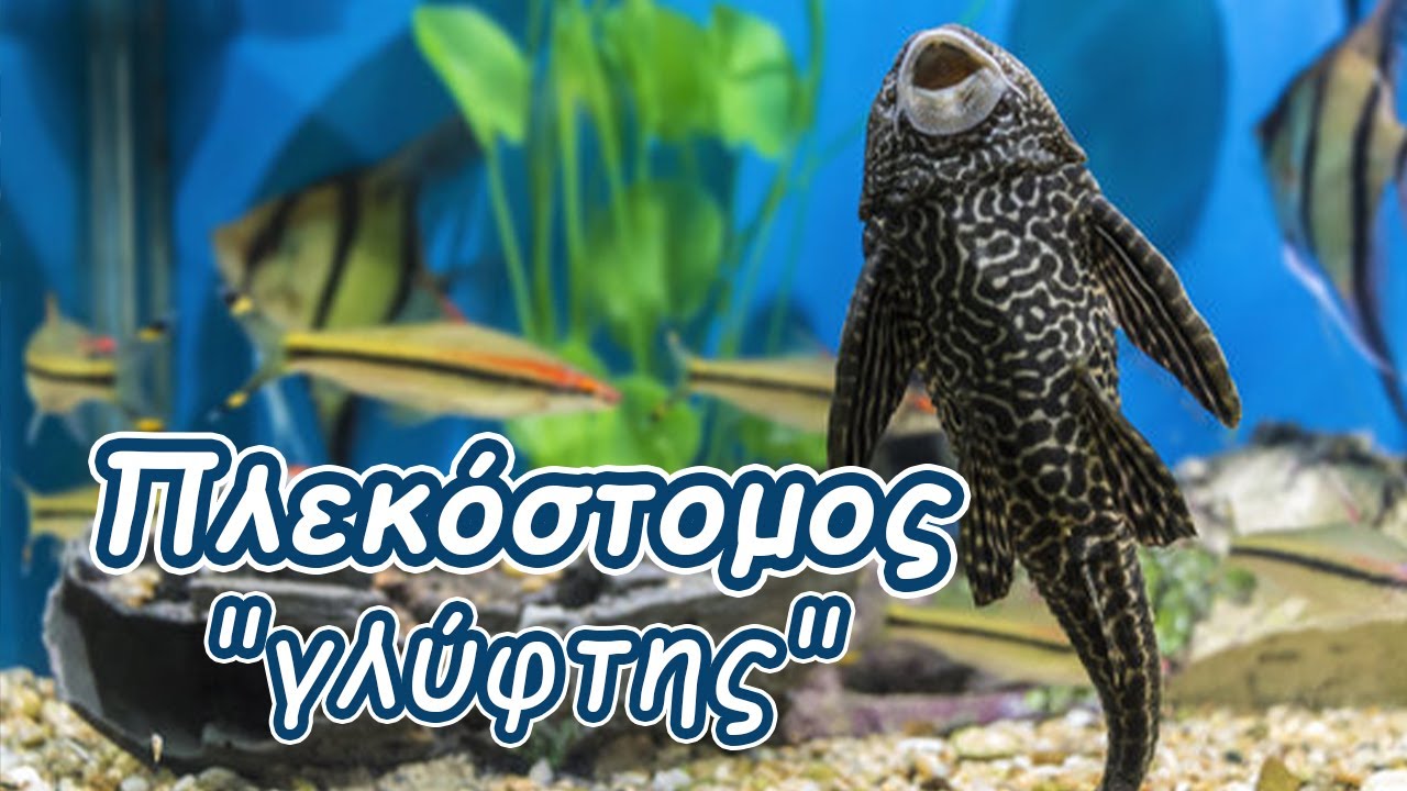 Γλύφτες (Pleco Fish) – Φροντίδα & Πληροφορίες για Πλεκόστομους Καθαριστές