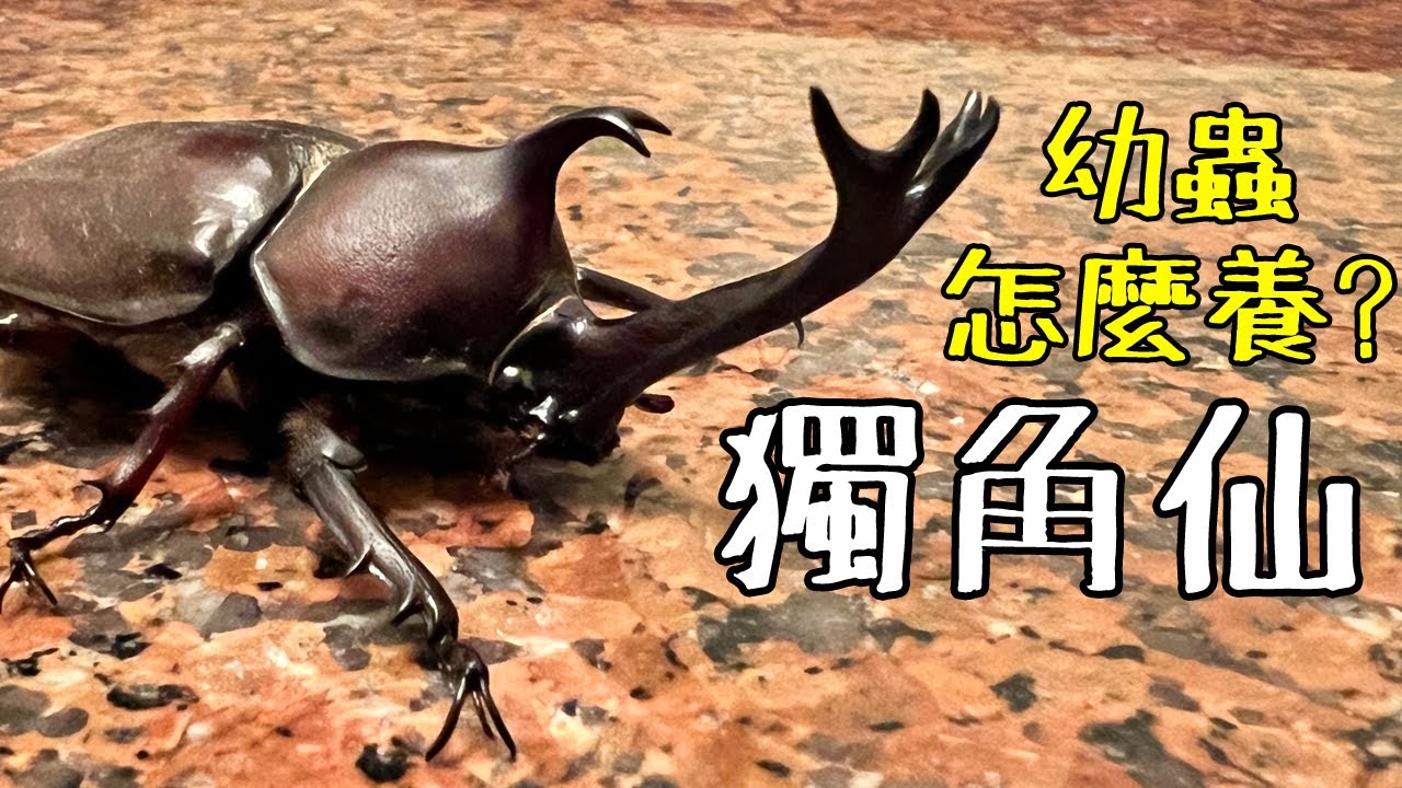 獨角仙的幼蟲怎麼養？