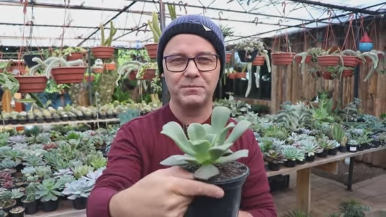 COMO PLANTAR SUCULENTAS