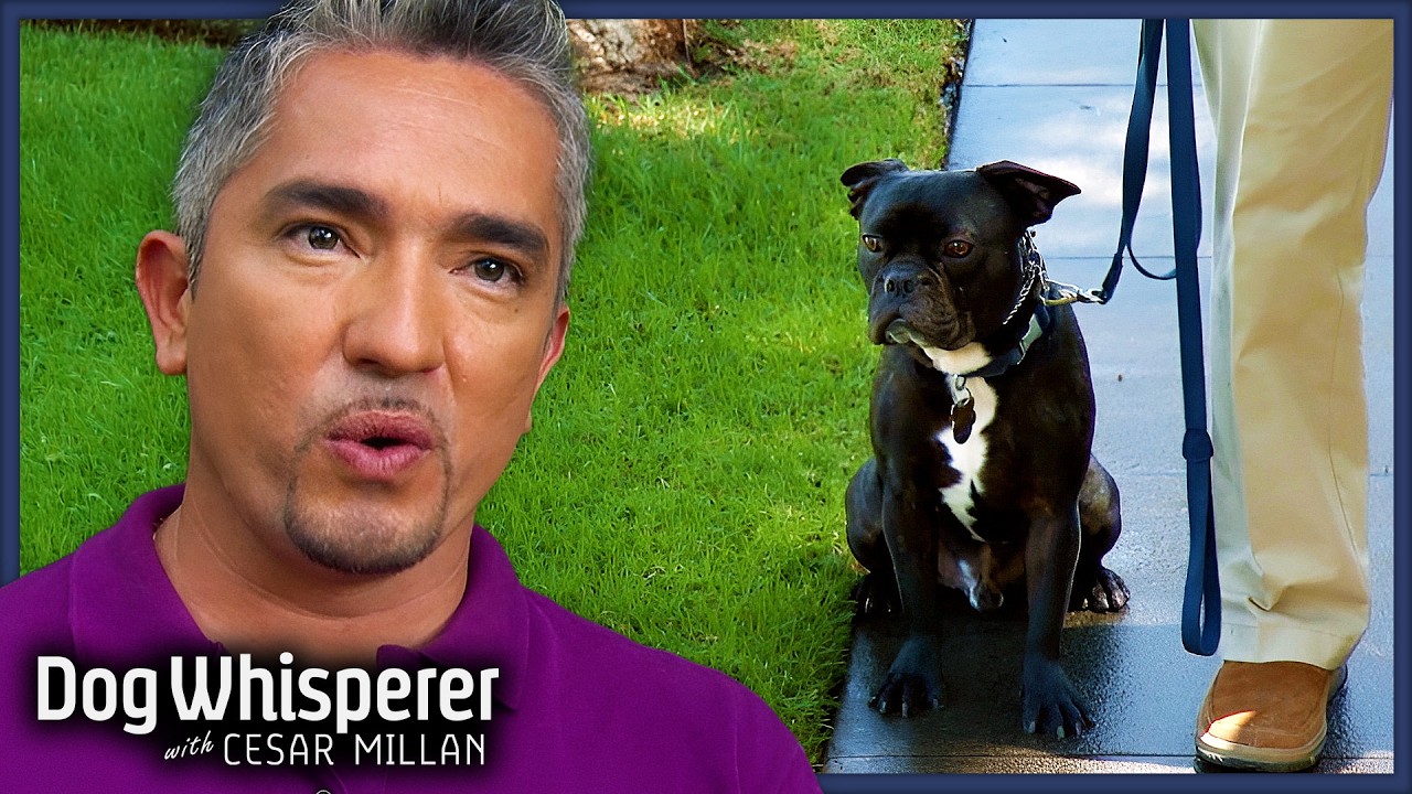 Violent Outbursts Get Bulldog Banned From Daycare | S3E8 Full Episode | Dog Whisperer