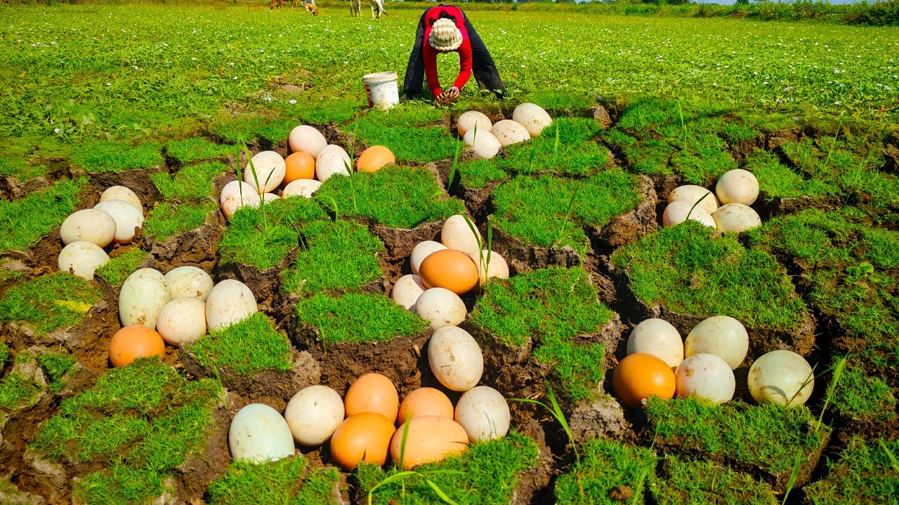 WOW! collection many duck eggs in the dry field by hand a female farmer