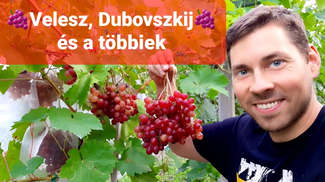 Érik a Velesz🍇 Csemegeszőlőim augusztus 9-én.