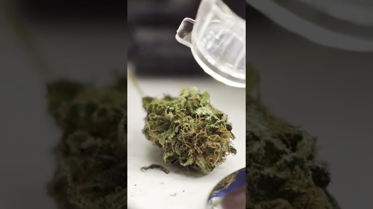 Jurado - C&aacute;psula Copa de Cannabicultores del Caf&eacute; 2021