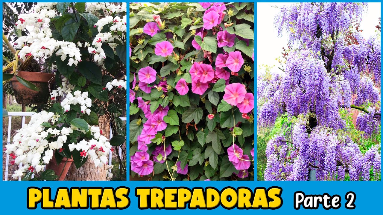 10 PLANTAS TREPADORAS con FLORES para DECORAR EL HOGAR