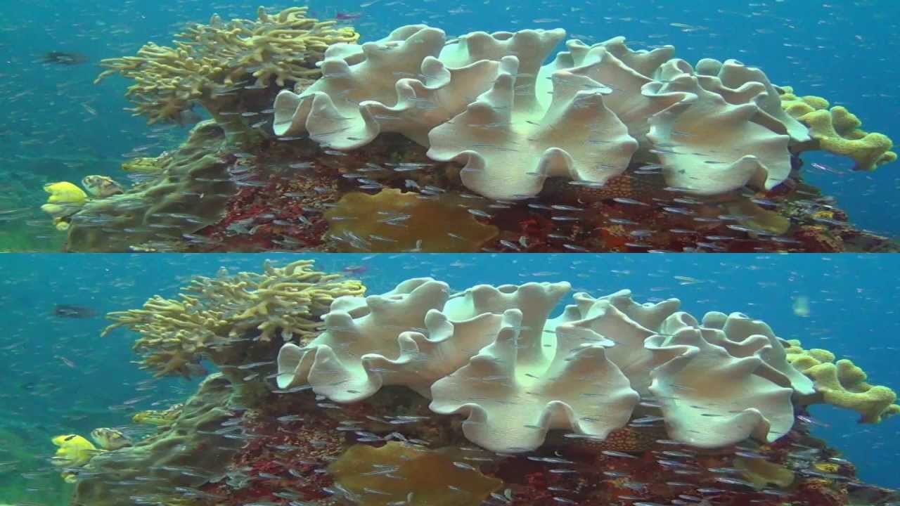 3D Check: Amazing Ocean 3D - Best Scenes (3D 1080p)