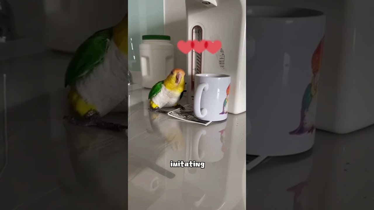 &ldquo;Caique Parrots: Feathers, Chaos, and Pure Vibes 🦜🎉&rdquo;