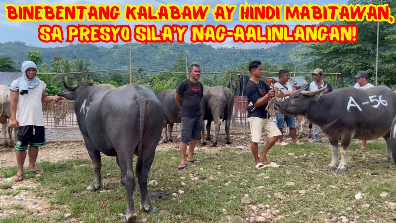 BINEBENTANG KALABAW AY HINDI MABITAWAN, SA PRESYO SILA’Y NAG-AALINLANGAN! | SOLLE'S GANDANG BUHAY
