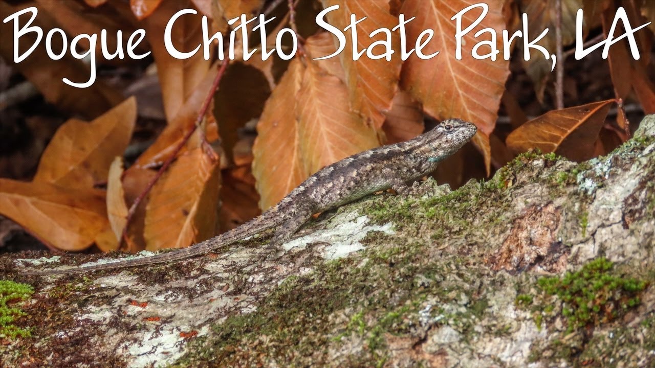 Bogue Chitto State Park, Louisiana