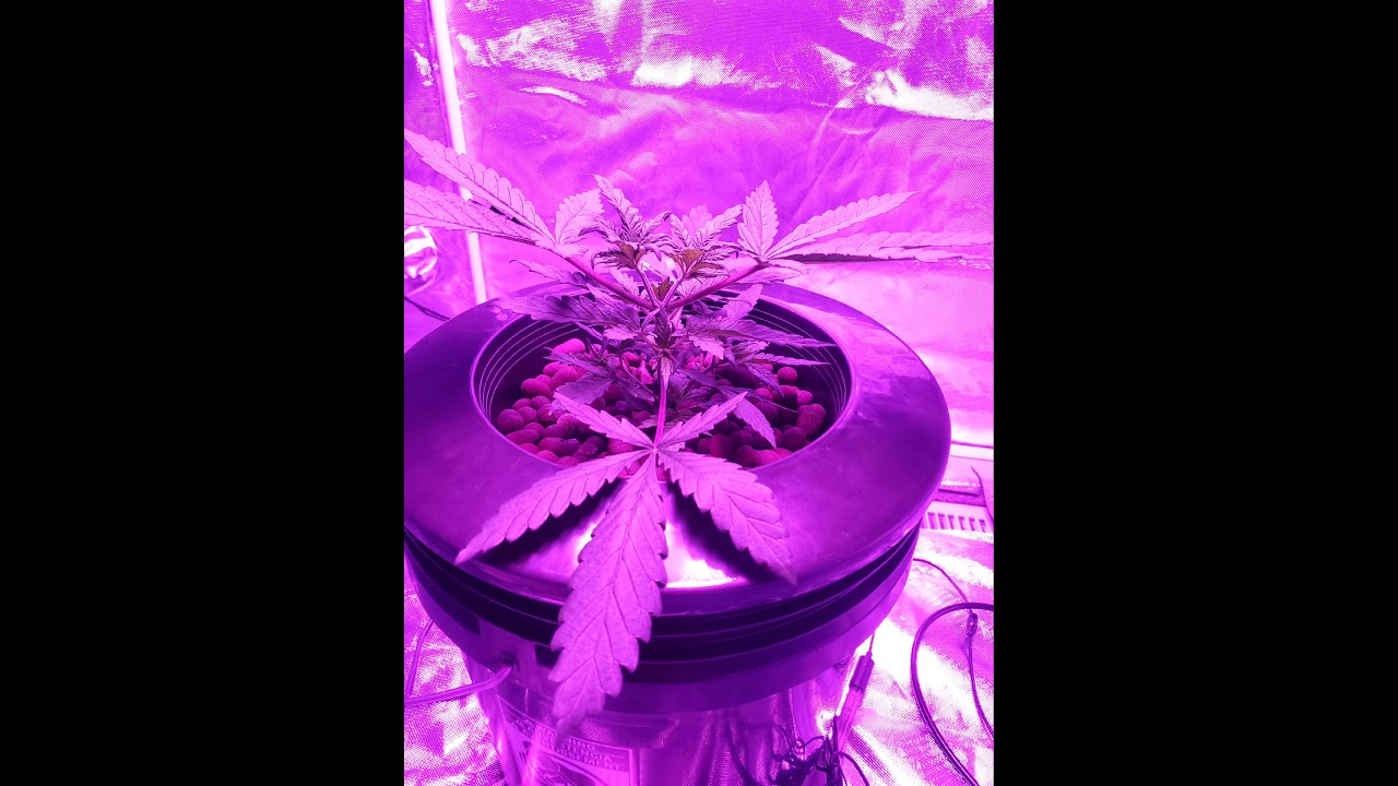 Nicole kush dwc hydroponics, day 30 of veg cycle