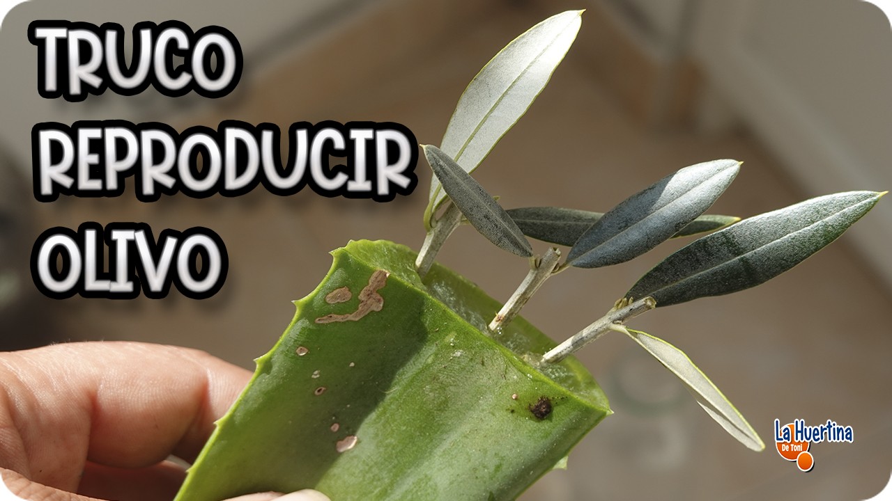 Plantar Olivo Sin RAIZ - Miles de olivos gratis, esqueje de olivo paso a paso || La Huertina De Toni