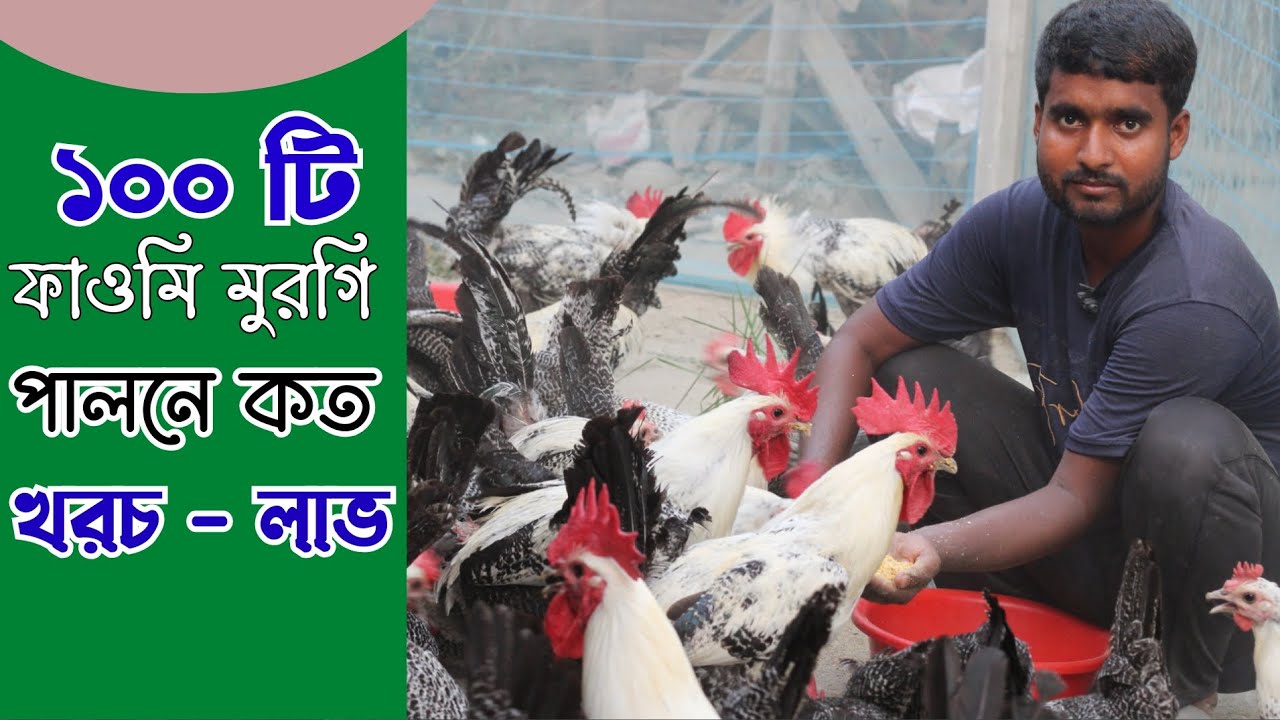 ফাওমি মুরগি পালন পদ্ধতি। ১০০ টি মুরগী পালনে কত কতদিনে ডিম আসে - সকল আয় ব্যয় জানুন 