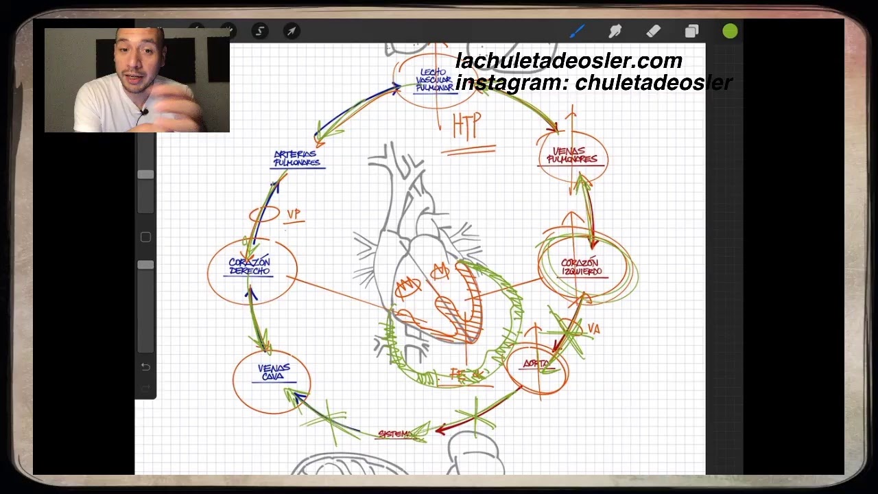 Circuito cardiovascular: visualizando conceptos