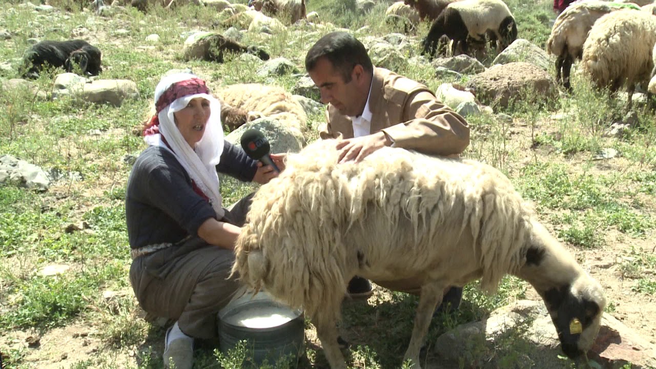 Hemido, Welaté bé sînor, Gever, Orşe, Jiyana Bérivana