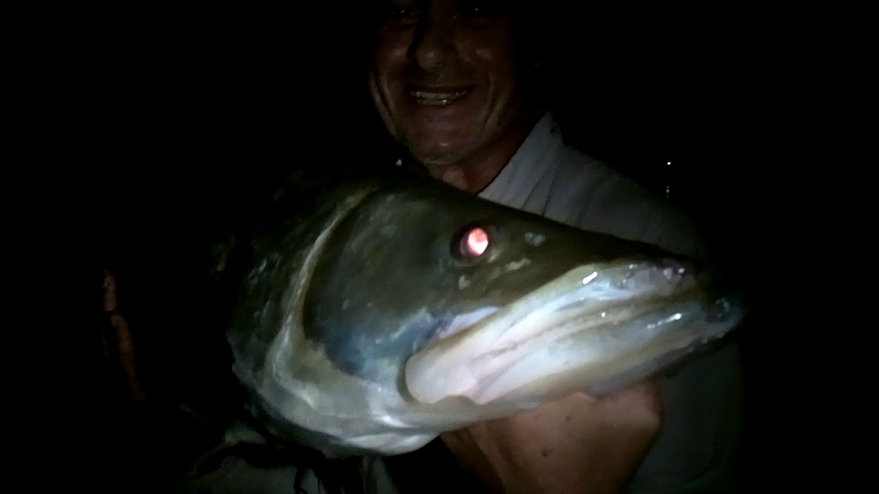 P B snook 42 inch